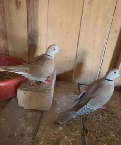 pair available