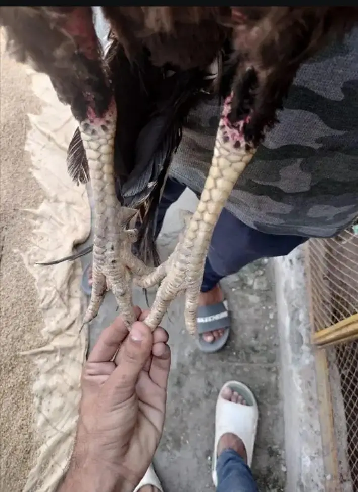 thai+pakoy male — photo 2