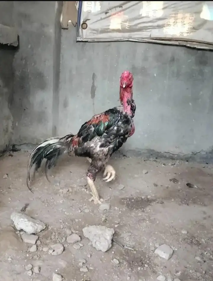 thai+pakoy male — photo 3