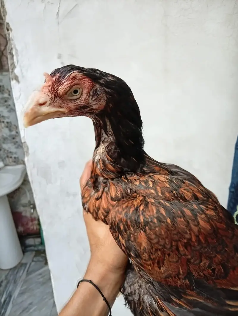 kamaliya murghi — photo 3