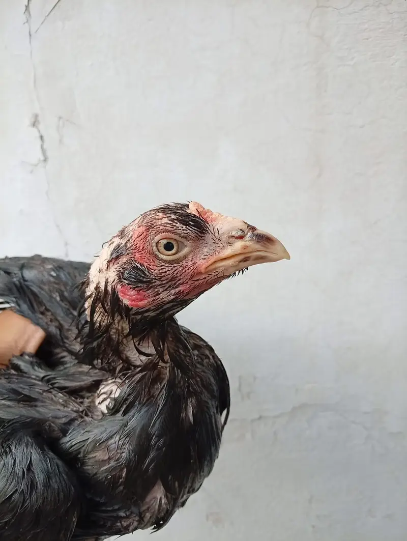 kamaliya murghi — photo 7
