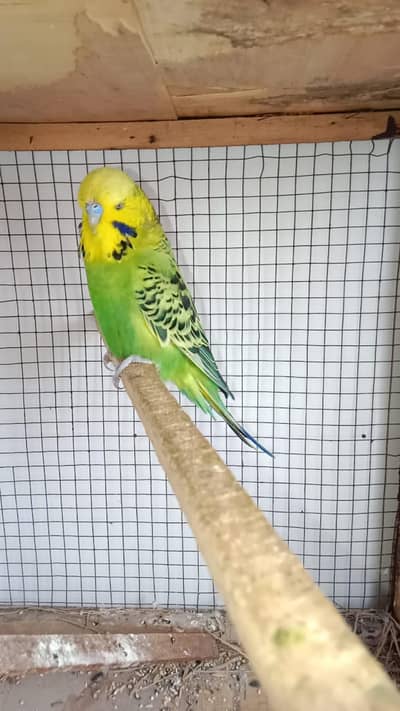 Exhibition breeder male available contact no. 03285533122