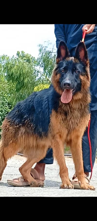 German shepherd proper long code female healthy and active may
