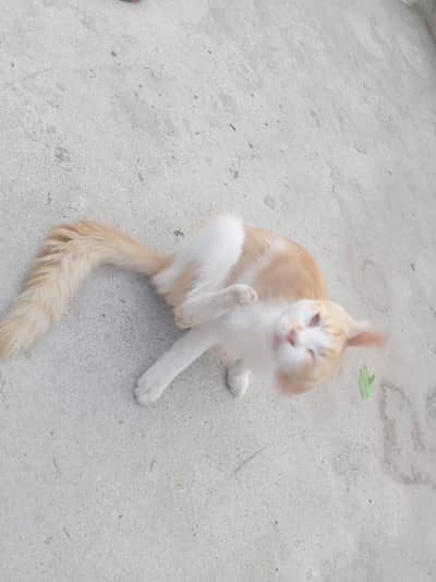 cat white and brown