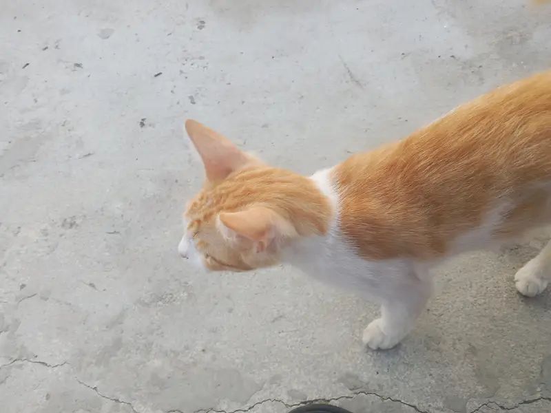 cat white and brown — photo 2