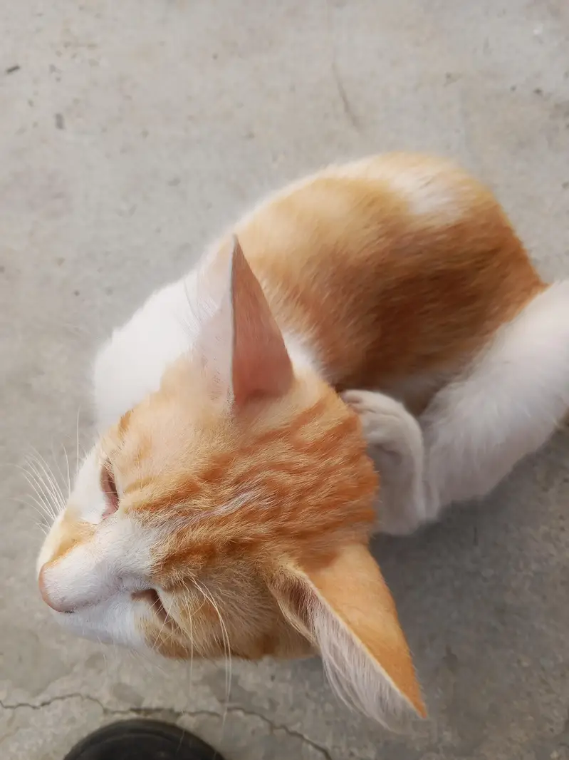 cat white and brown — photo 3