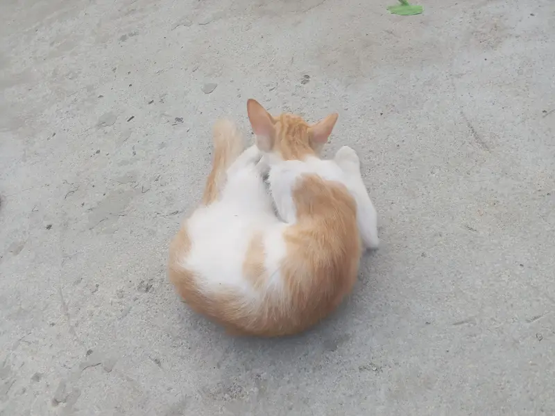 cat white and brown — photo 4