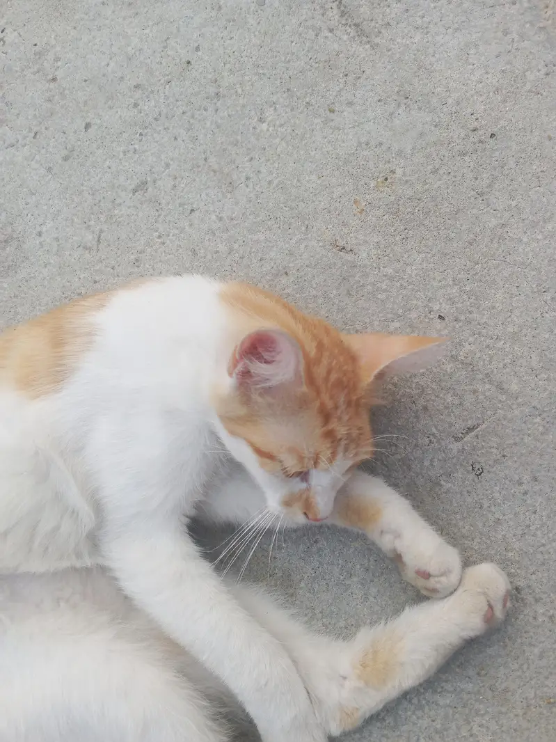 cat white and brown — photo 5
