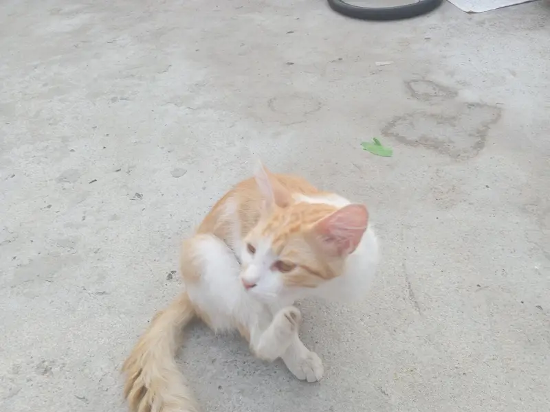 cat white and brown — photo 6