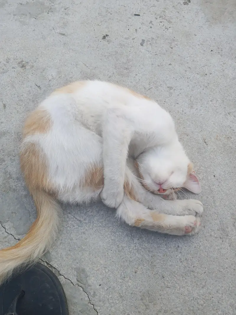 cat white and brown — photo 7