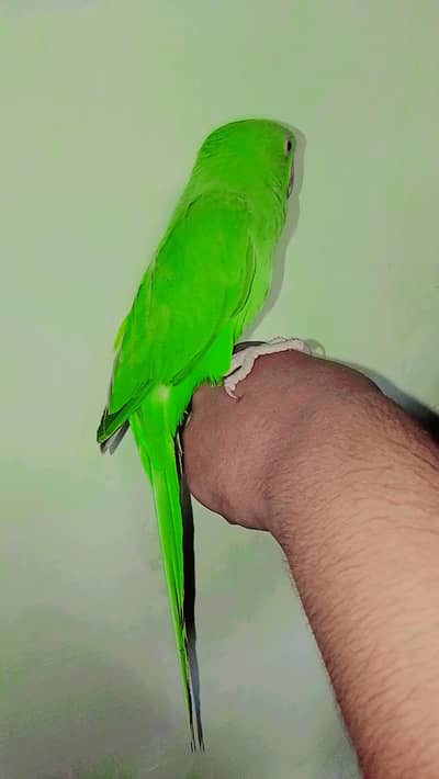 Ringneck