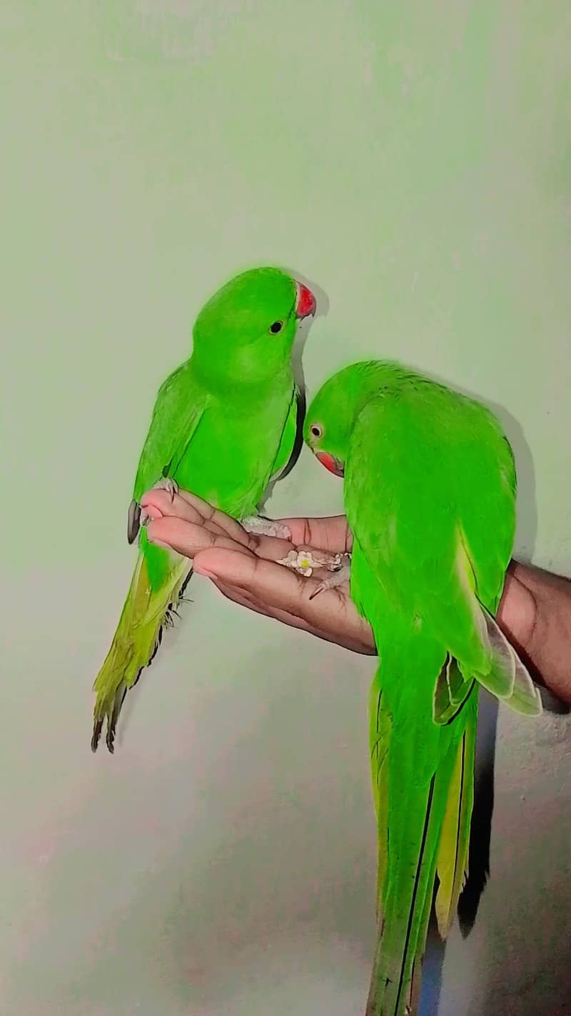 Ringneck 1