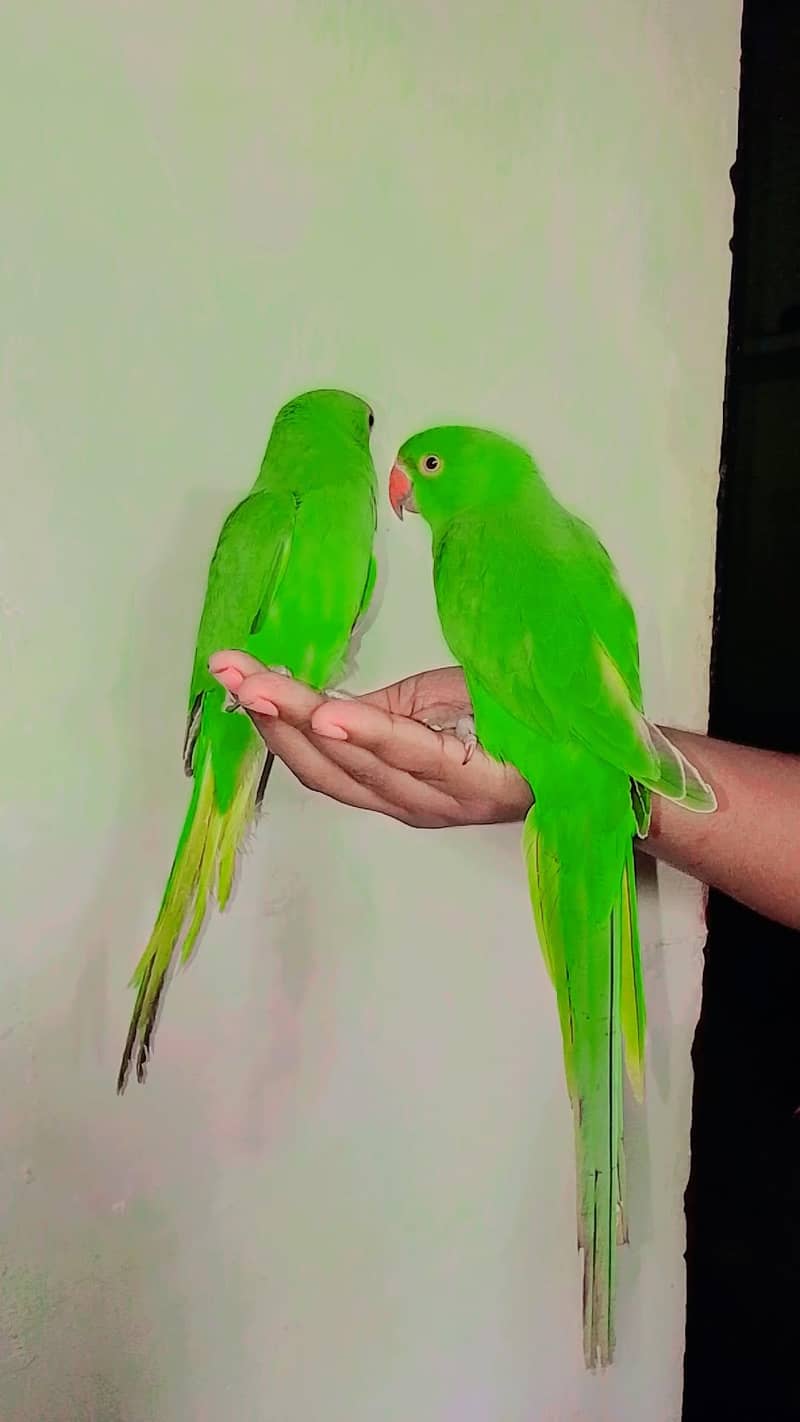 Ringneck 2