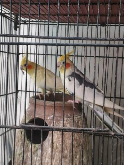 cocktail pair
