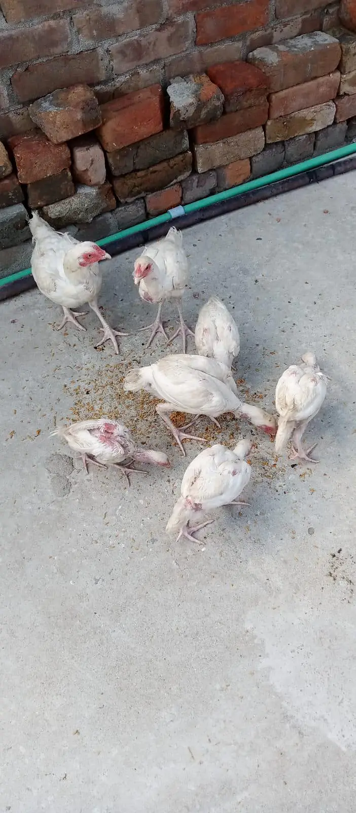 Pure Aseel Heera Chicks — photo 2