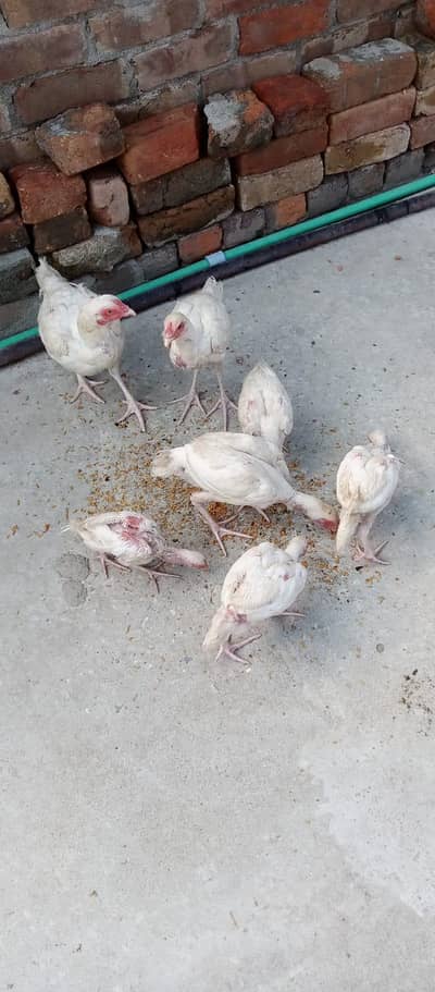 Pure Aseel Heera Chicks