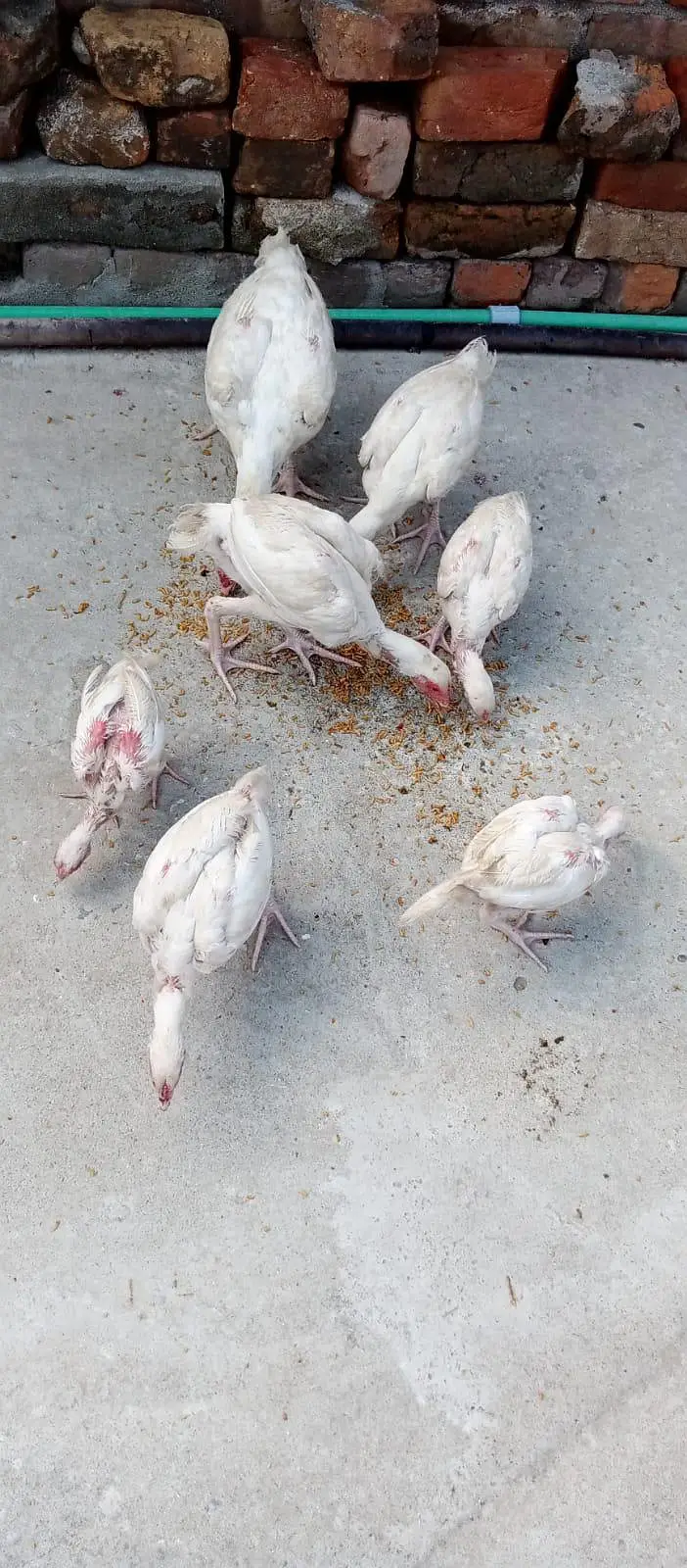 Pure Aseel Heera Chicks — photo 3