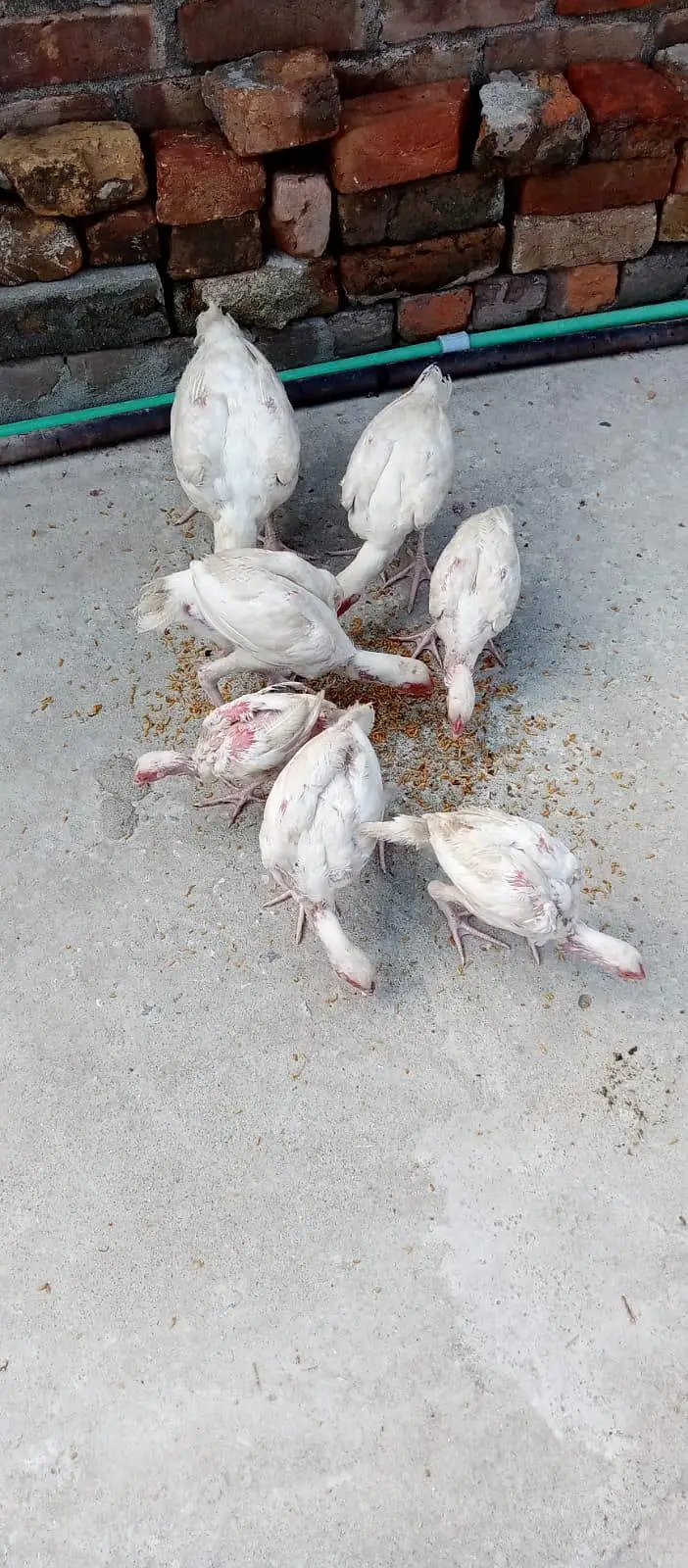 Pure Aseel Heera Chicks — photo 4