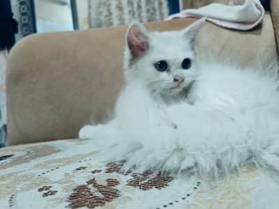 Persian cat fit and cute
