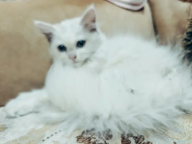 Persian cat fit and cute — photo 2