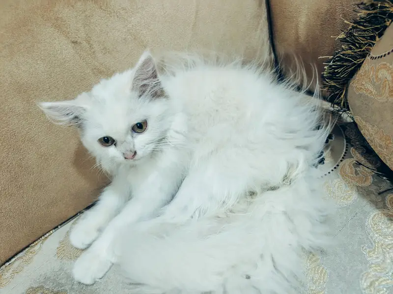 Persian cat fit and cute — photo 3