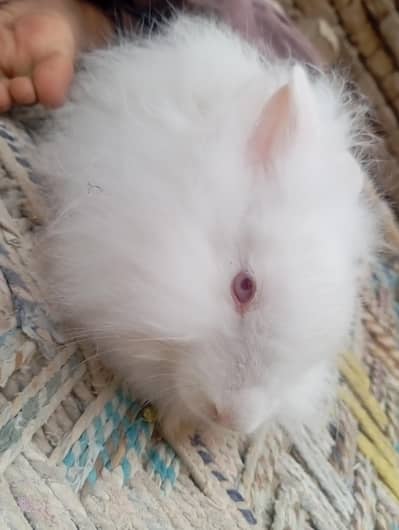 English angoora rabbit bunnies  ( 0328-3044910 )