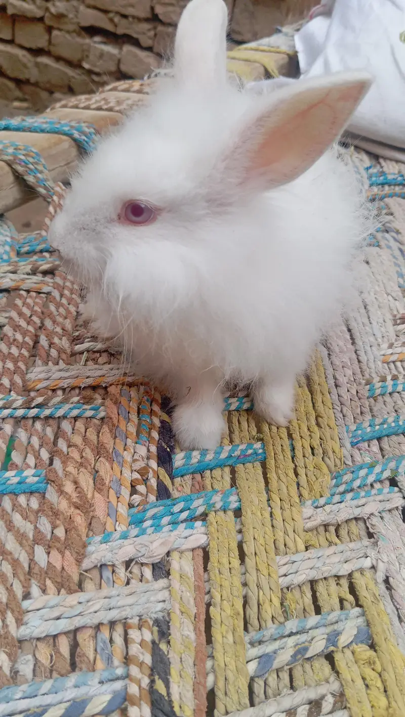 English angoora rabbit bunnies  ( 0328-3044910 ) — photo 2