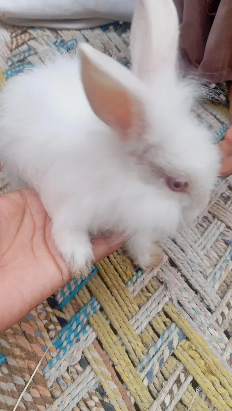 English angoora rabbit bunnies  ( 0328-3044910 ) — photo 3
