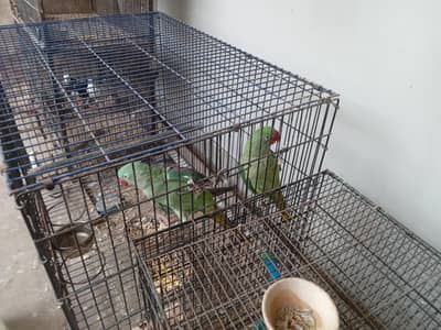 kashmir row female
