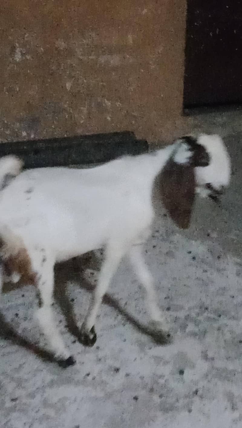 bittal bakra 2