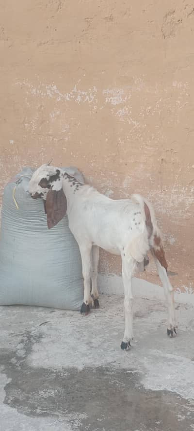 bittal bakra
