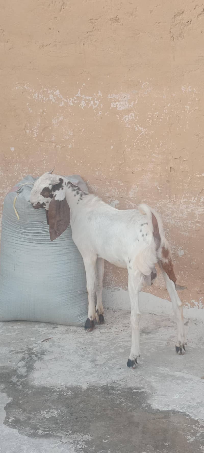 bittal bakra 0
