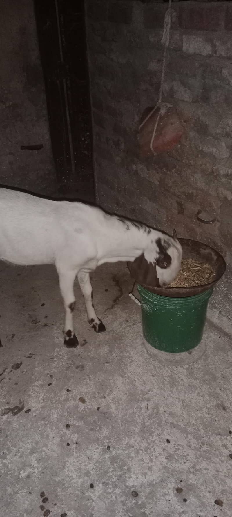 bittal bakra 1