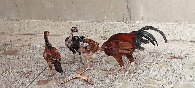 Aseel Chicks