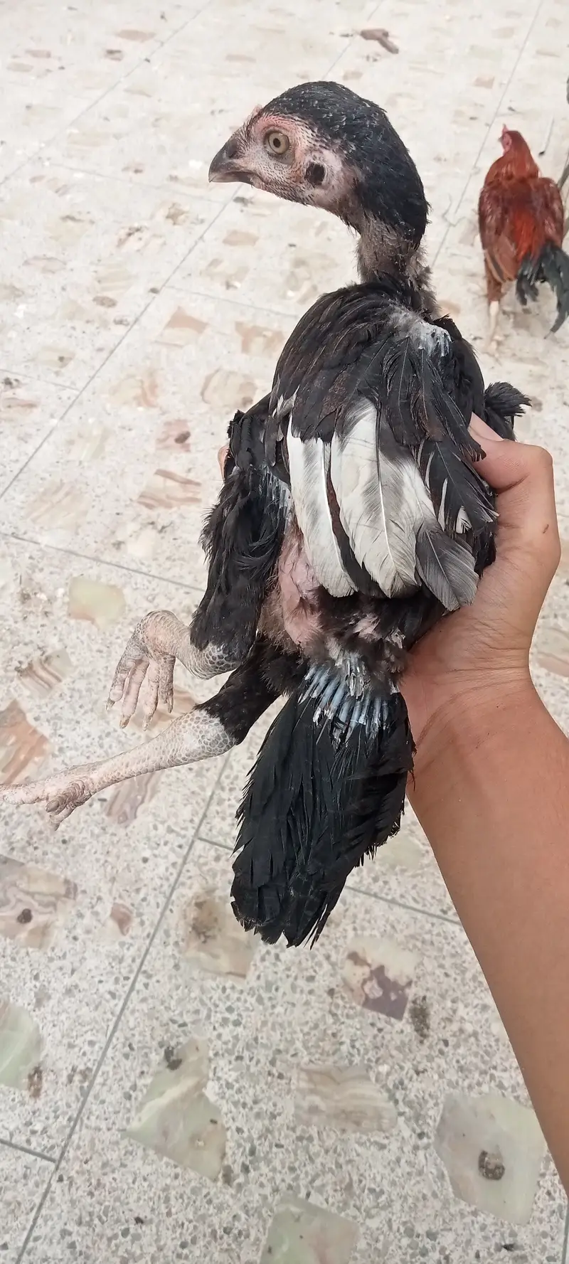 Aseel Chicks — photo 2