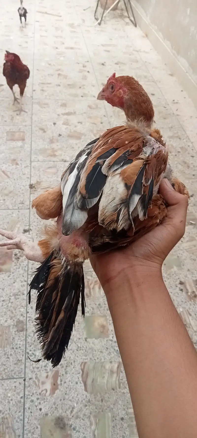 Aseel Chicks — photo 3