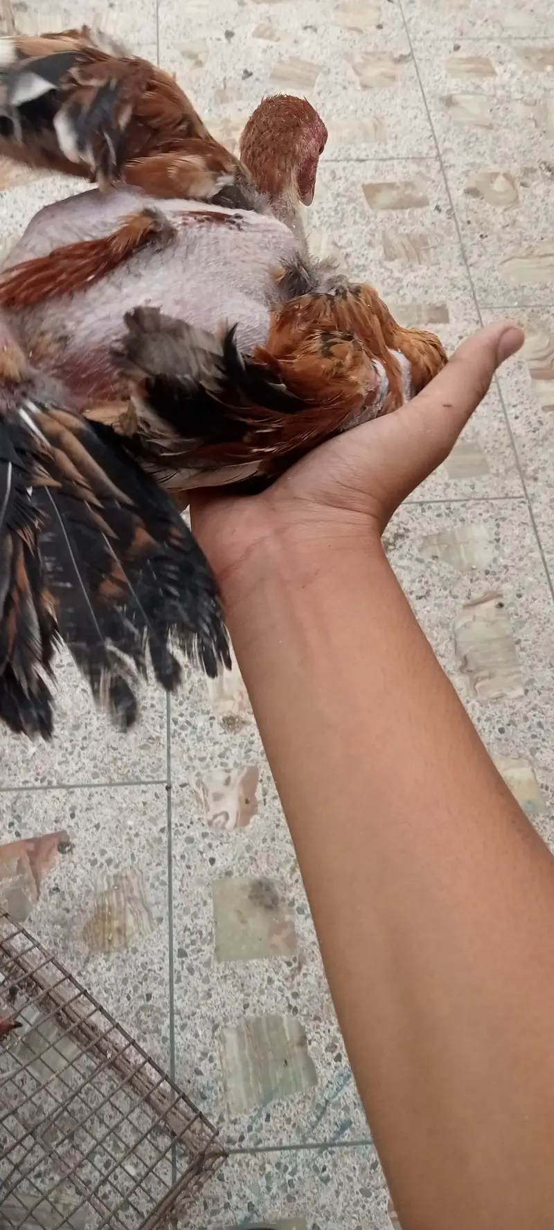 Aseel Chicks — photo 4
