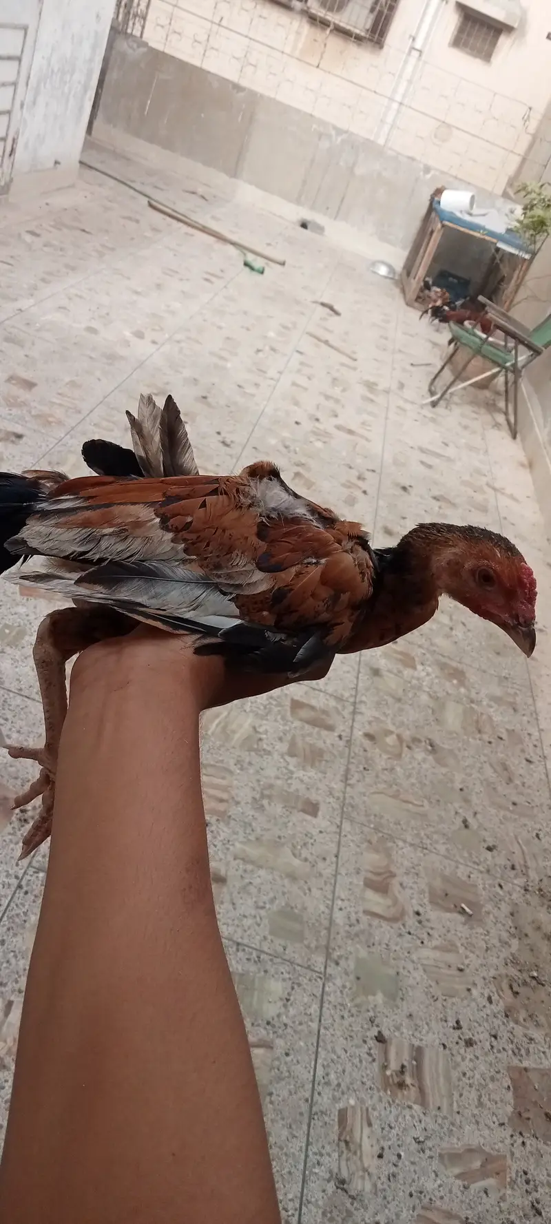 Aseel Chicks — photo 5