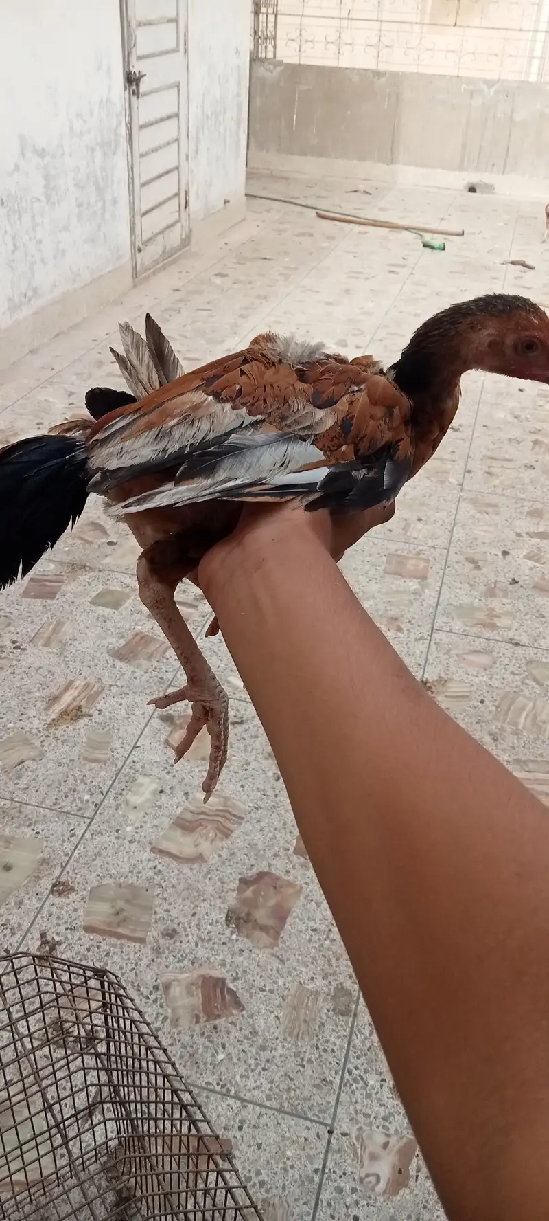 Aseel Chicks — photo 6