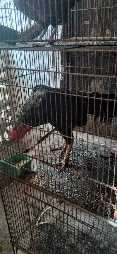 mix fancy hen
