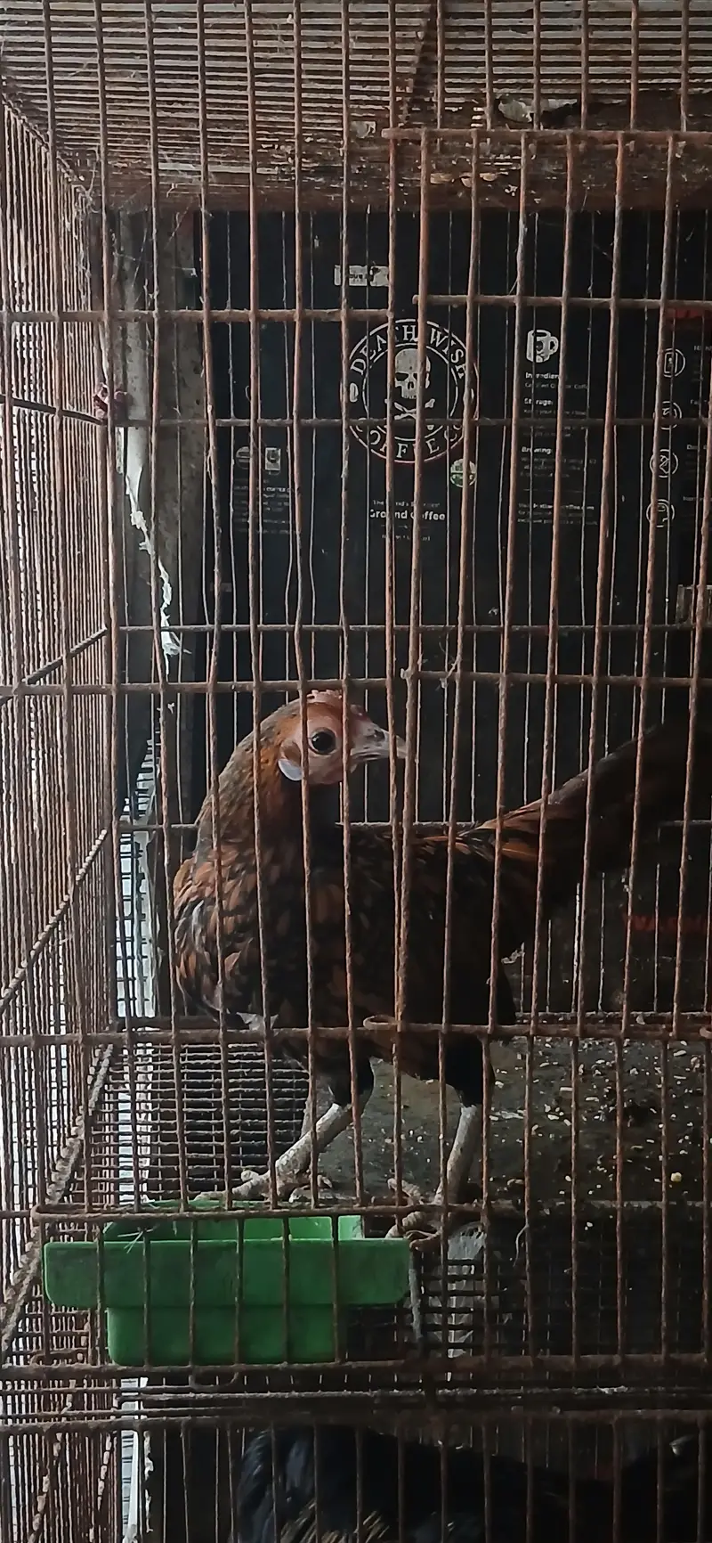 mix fancy hen — photo 3