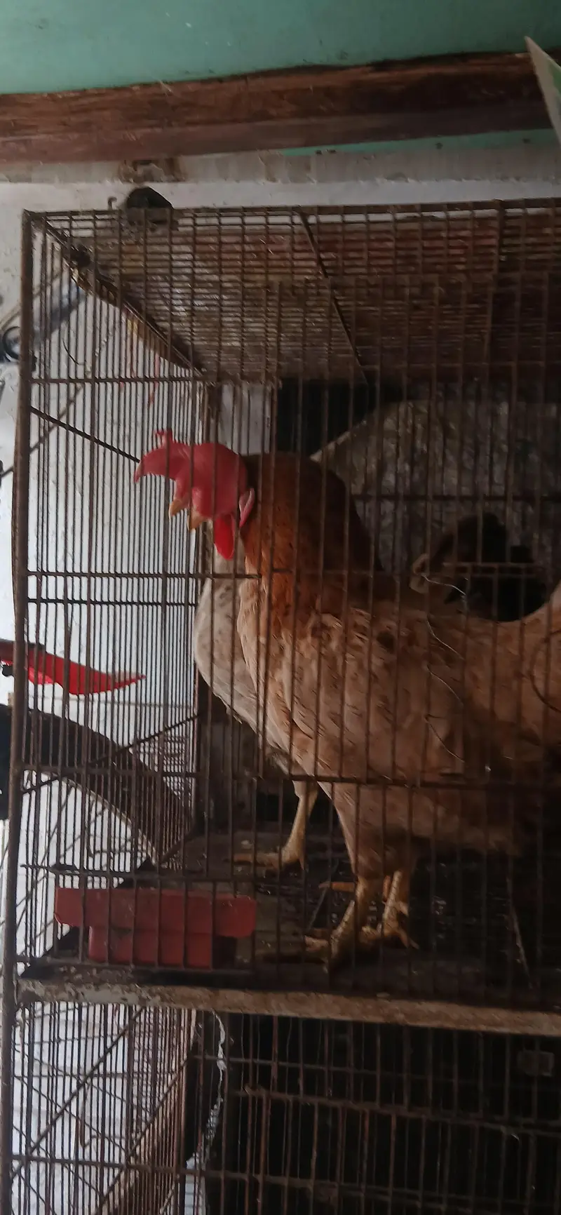 mix fancy hen — photo 4
