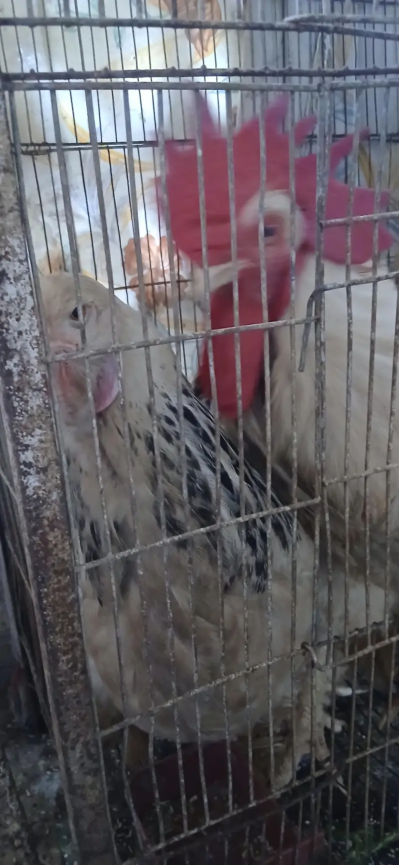 mix fancy hen — photo 5