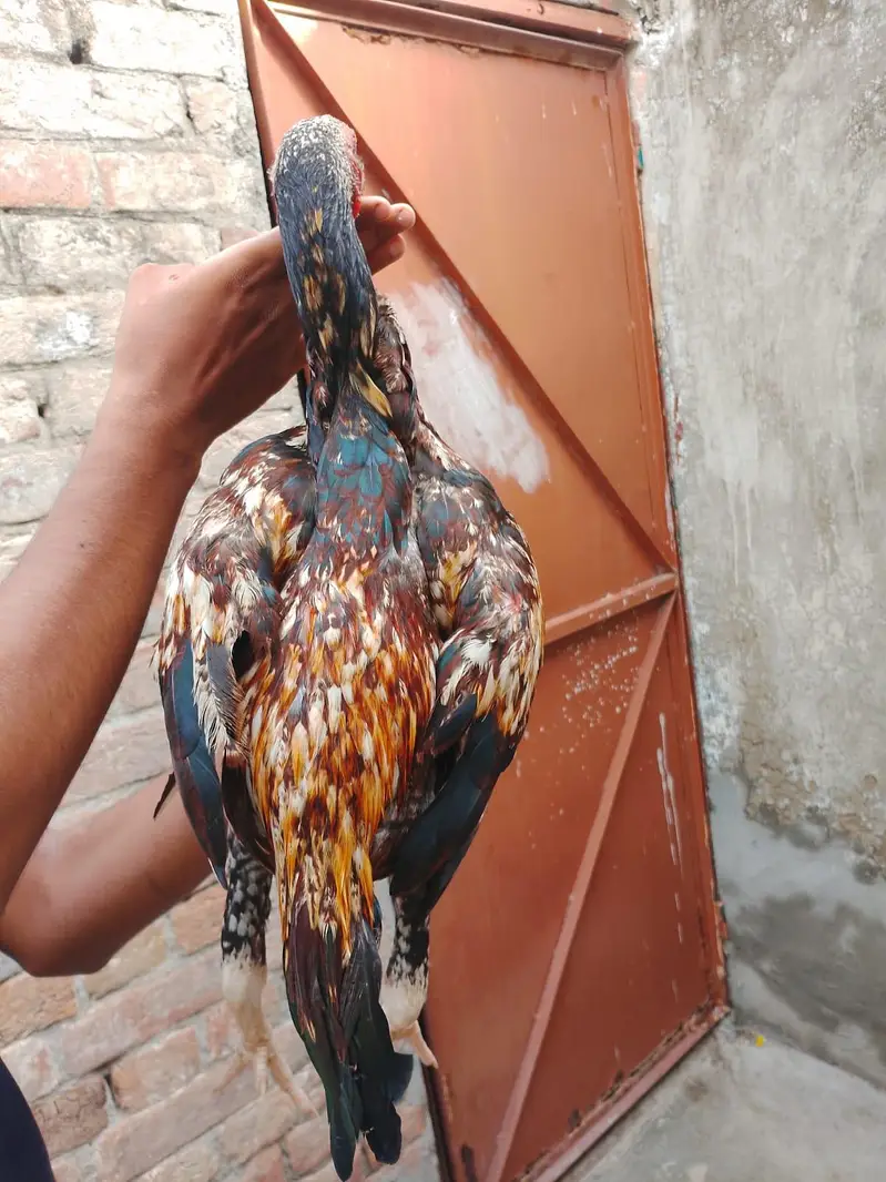 sindhi aseel patha available — photo 2