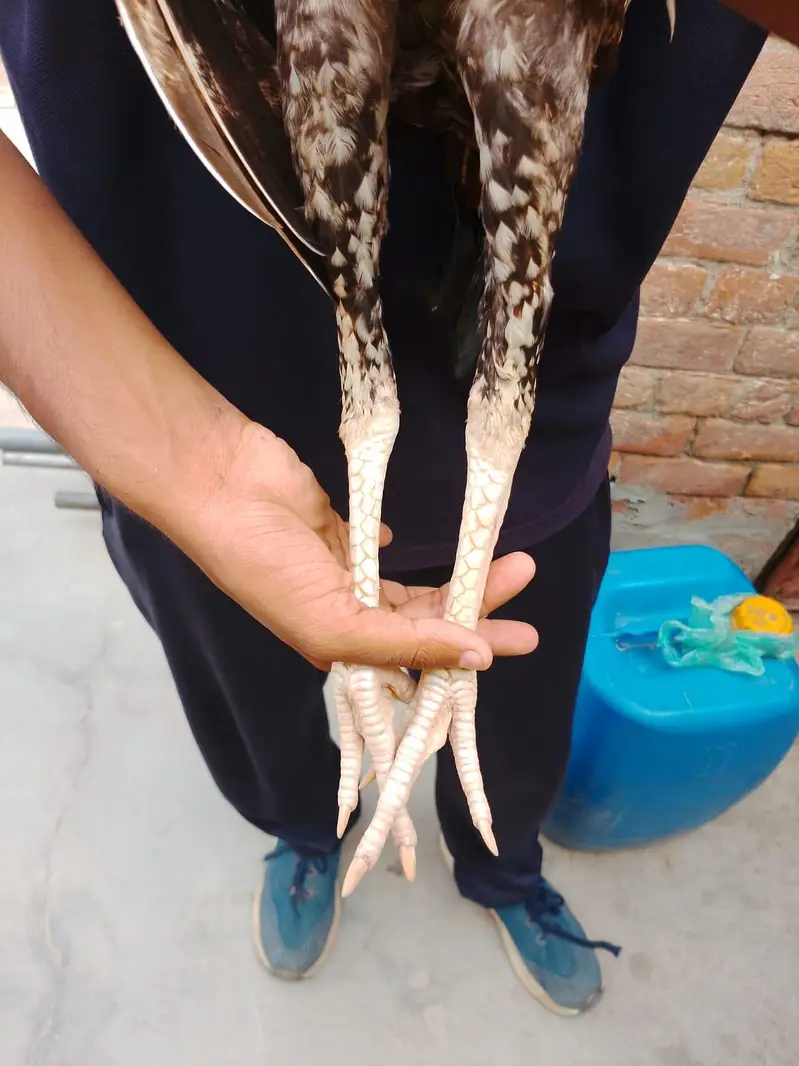 sindhi aseel patha available — photo 3