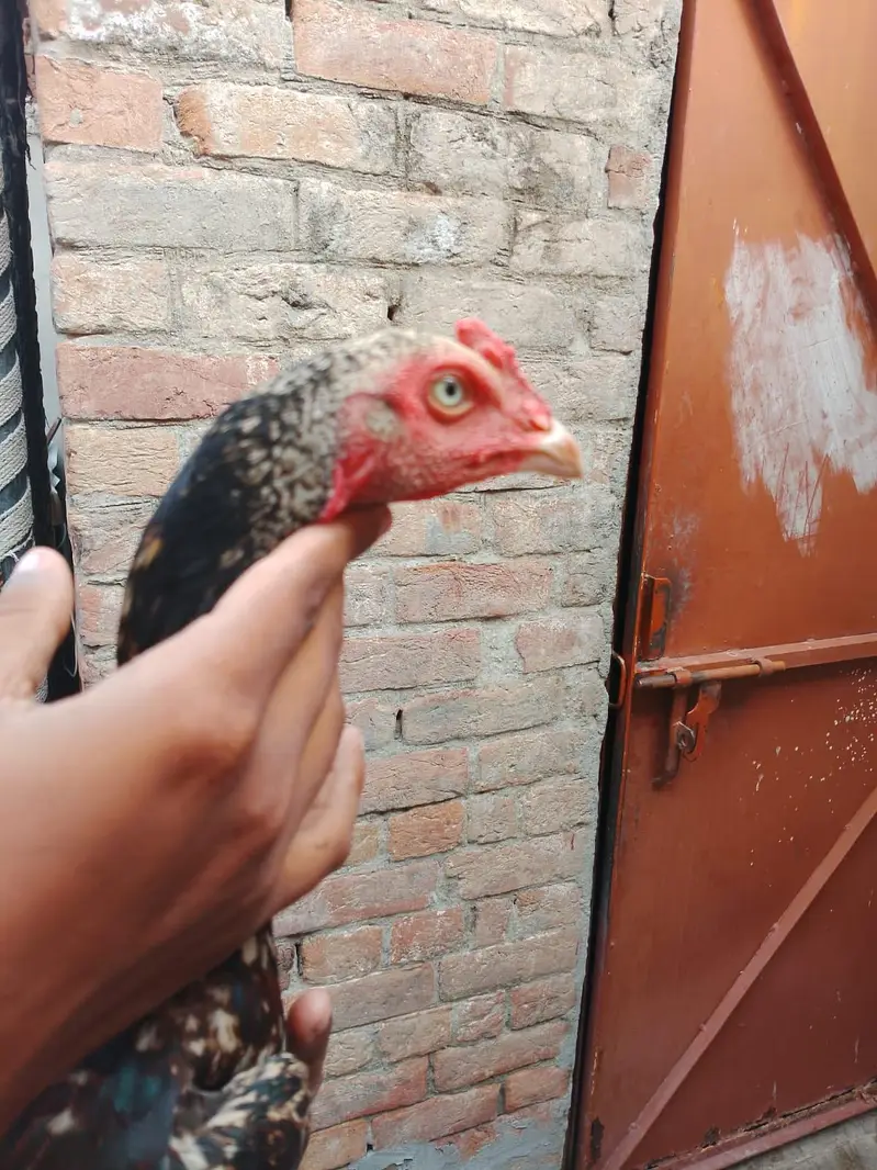 sindhi aseel patha available — photo 4