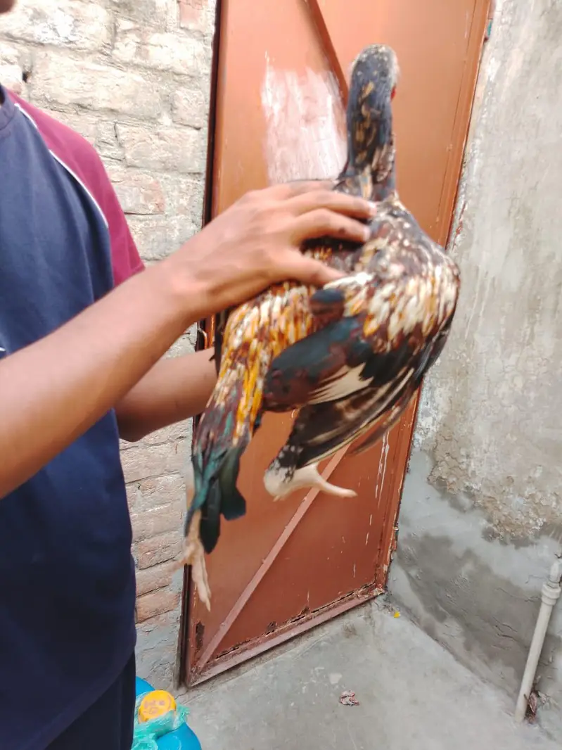 sindhi aseel patha available — photo 5