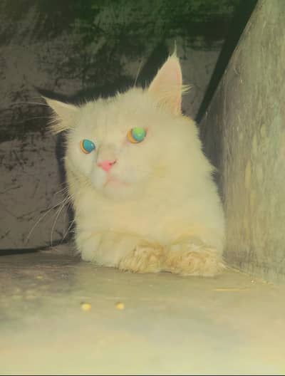 long hiar persian cat male for sale