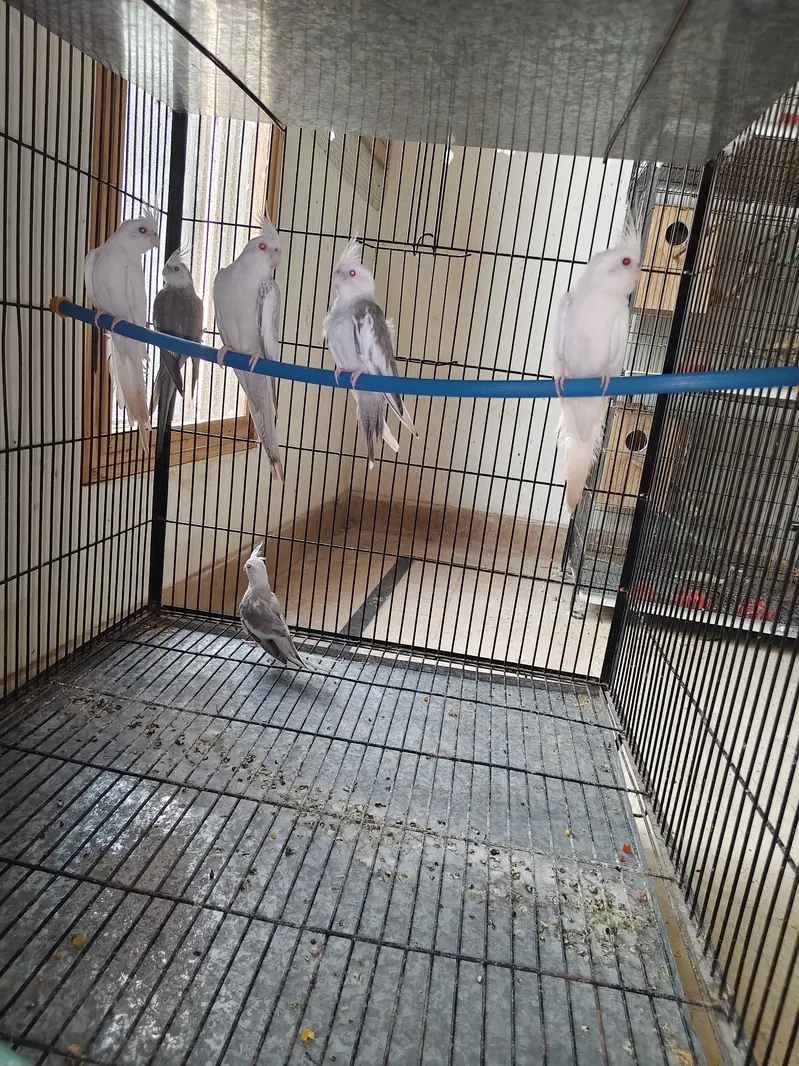 fellow cocktail parrot breader pair with two chicks — photo 2