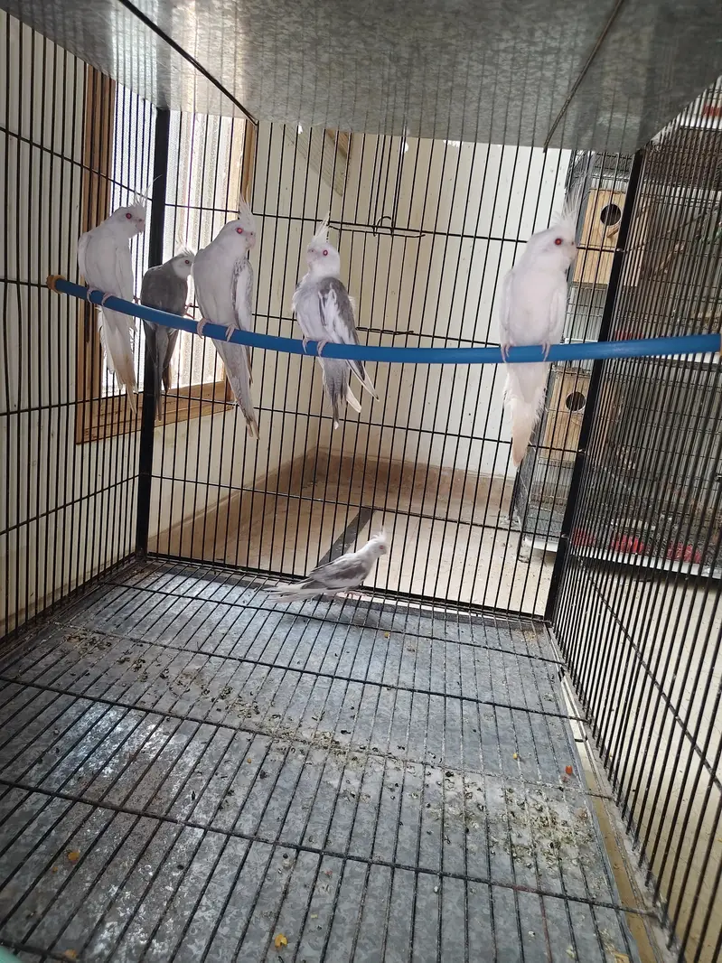 fellow cocktail parrot breader pair with two chicks — photo 3